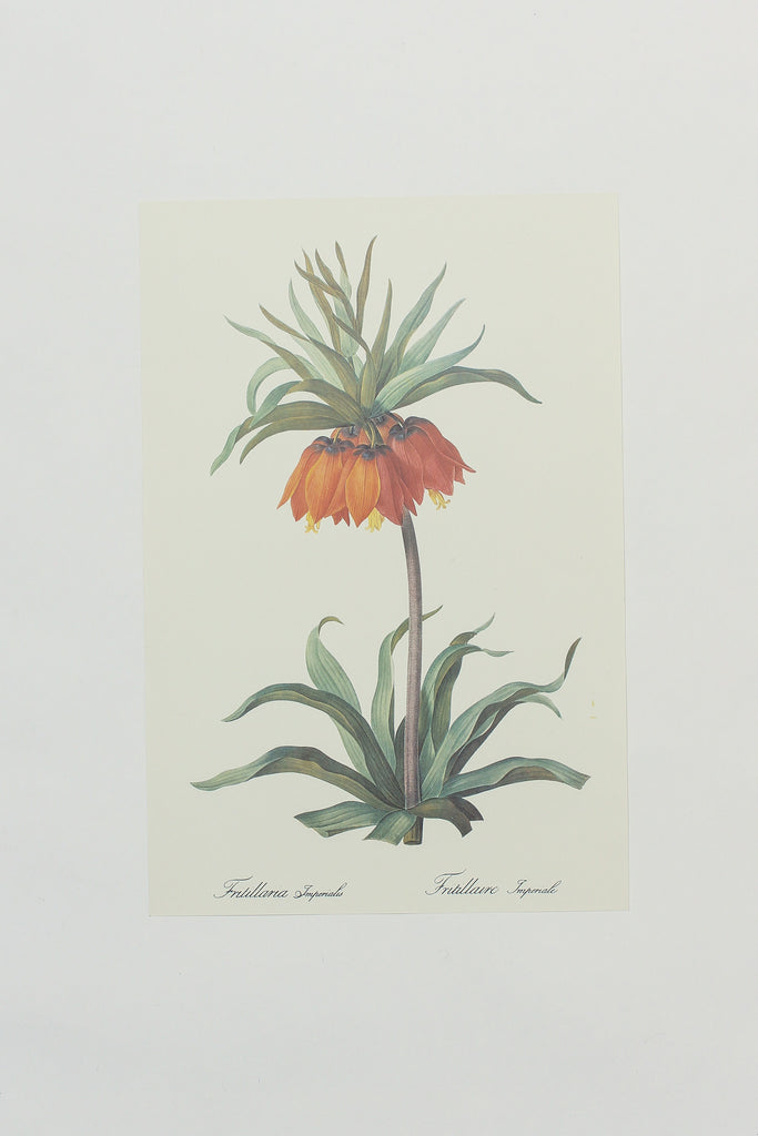 Botanical Print 3