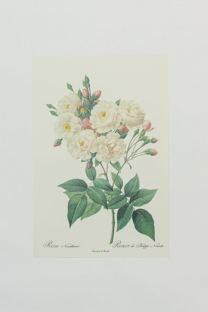 Botanical Print 4