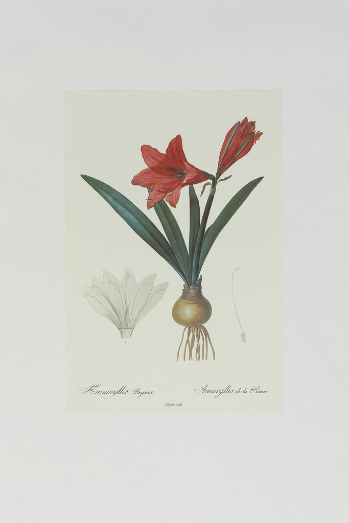 Botanical Print 1