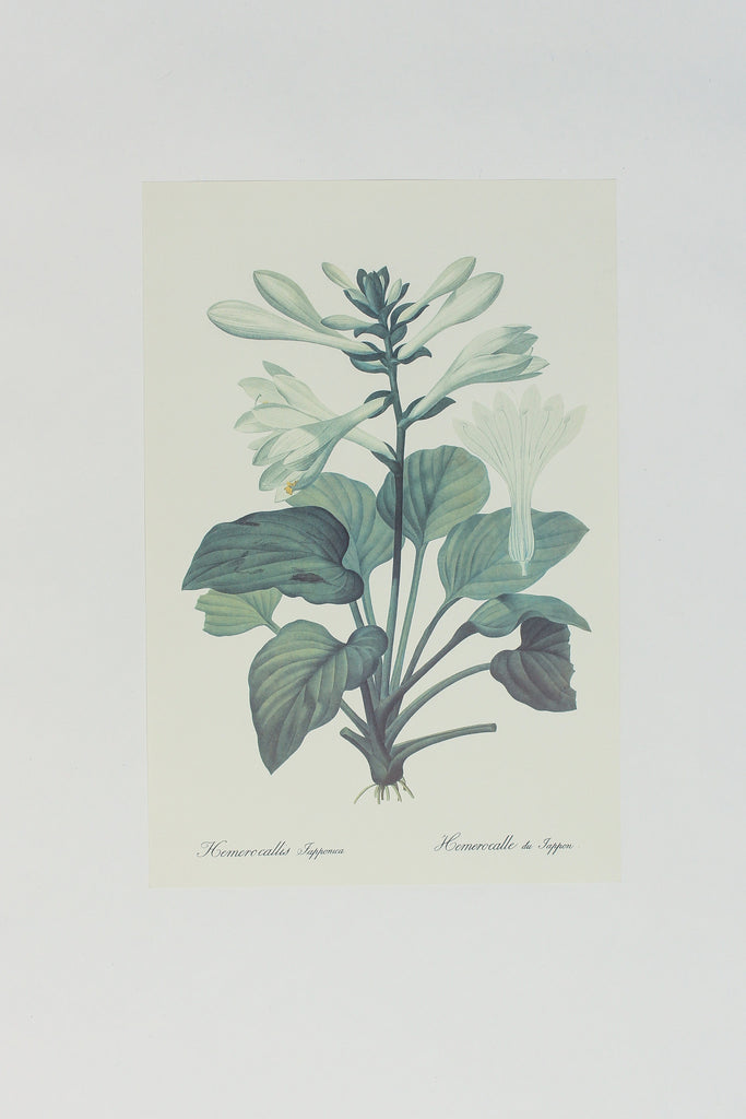 Botanical print 2