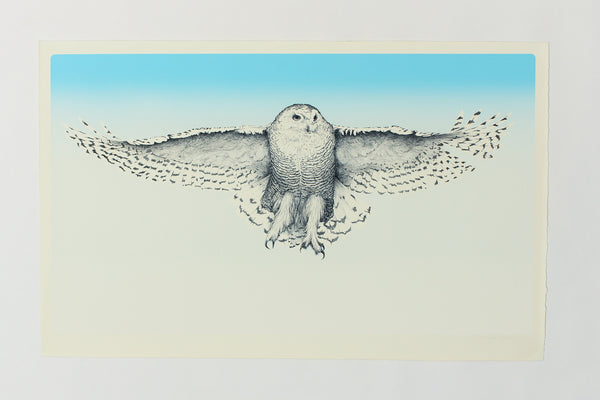 Snowy Owl - William Reynolds